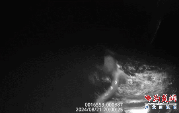 DM_20250318203957_002.gif